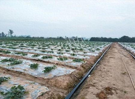 蔬菜種子種植戶客戶點評-80后大廚回鄉(xiāng)種甜瓜，第一年就賺15萬！