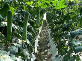 蔬菜種子種植戶(hù)客戶(hù)點(diǎn)評(píng)-高手在民間，浙江蒼南的絲瓜在下半年至春節(jié)，都有大量上市！