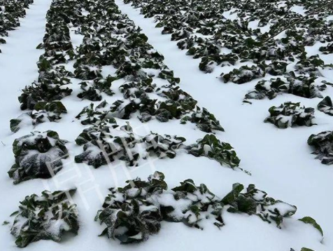 蔬菜種子種植戶(hù)客戶(hù)點(diǎn)評(píng)-春節(jié)期間，2畝雜交“東漢菜”一批就賣(mài)了2萬(wàn)多元！