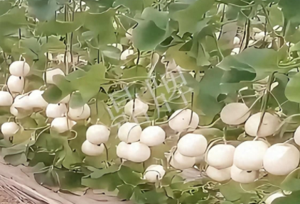 蔬菜種子種植戶(hù)客戶(hù)點(diǎn)評(píng)-現(xiàn)在的瓜菜價(jià)格不好，但我種植的優(yōu)質(zhì)甜瓜還是有好的收入！