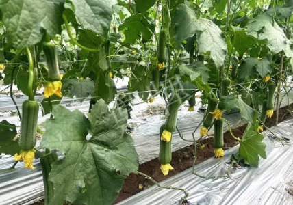 蔬菜種子種植戶客戶點評-這個新品種好不好？？？見證的時候到了！