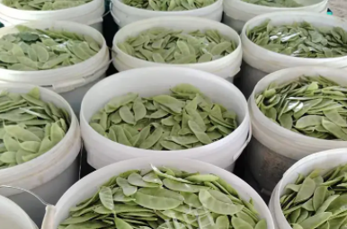 蔬菜種子種植戶客戶點評-時隔20年，我再種這個品種，大家來看看，怎么樣？