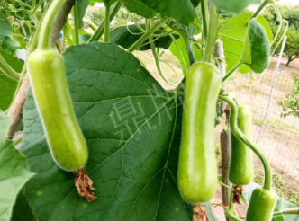 蔬菜種子種植戶客戶點評-科研人員發(fā)誓研究的一個抗高溫品種，您可能需要！