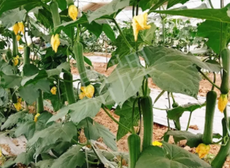 蔬菜種子種植戶客戶點評-一株結瓜30多個，價錢好，賺了！