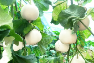 蔬菜種子種植戶客戶點評-丁老板說：種植這個品種，獲得了滿意的收入，確實“爽歪歪”