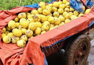 蔬菜種子種植戶客戶點評-持續(xù)暴雨天氣，這個品種幫我們渡過了難關，收入還滿意！