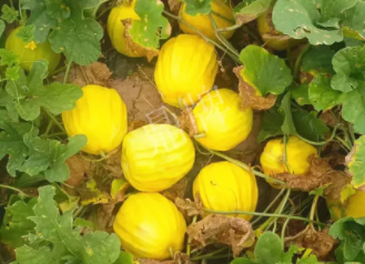 蔬菜種子種植戶(hù)客戶(hù)點(diǎn)評(píng)-瓜農(nóng)說(shuō)：“還得是這個(gè)品種?。　?，什么品種讓種植戶(hù)如此感慨？