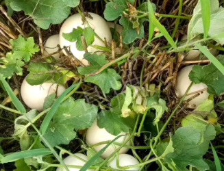 蔬菜種子種植戶(hù)客戶(hù)點(diǎn)評(píng)-一個(gè)會(huì)寫(xiě)詩(shī)的農(nóng)民，把甜瓜種在草叢中，結(jié)果怎樣？