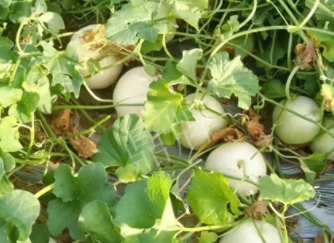 蔬菜種子種植戶(hù)客戶(hù)點(diǎn)評(píng)-真有這么好嗎？這個(gè)品種我試種了一畝地，猜猜我賣(mài)了多少錢(qián)？