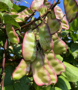 蔬菜種子種植戶(hù)客戶(hù)點(diǎn)評(píng)-價(jià)格好得讓種植者笑咪咪的，這個(gè)神奇的品種在霜降后還是串串結(jié)莢！