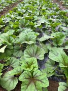 蔬菜種子種植戶(hù)客戶(hù)點(diǎn)評(píng)-第一次種植這種菜，現(xiàn)在可以上市了，大家?guī)臀医ㄗh一下，能賣(mài)個(gè)什么價(jià)格？