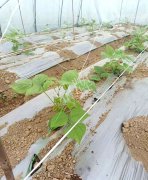 蔬菜種子種植戶客戶點評-超早！超早！我的扁豆2月15日“逆季”上市……