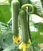 蔬菜種子種植戶客戶點評-這瓜，太美了！太美了！但我這個老菜農……唉！