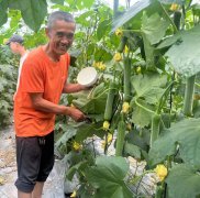 蔬菜種子種植戶客戶點評-干農業(yè)，有喜悅嗎？有的，請看！