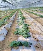 蔬菜種子種植戶客戶點評-三倍體絲瓜到底是斷頭好？還是不斷頭好？看看這位老板的做法……