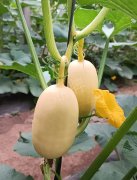 蔬菜種子種植戶客戶點評-瓜菜價格不好，太卷了！看一位種植大戶穩(wěn)穩(wěn)賺錢的經驗…