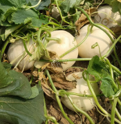 蔬菜種子種植戶客戶點評-我種植的這個品種，稱得上“白馬王子”，與大家分享！