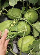 蔬菜種子種植戶客戶點評-瓜商喜歡、消費者喜歡，這個品種就好銷售！