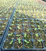 蔬菜種子種植戶客戶點(diǎn)評(píng)-高溫+病毒，雙重暴擊！今年種植這個(gè)品種能賺錢(qián)嗎？